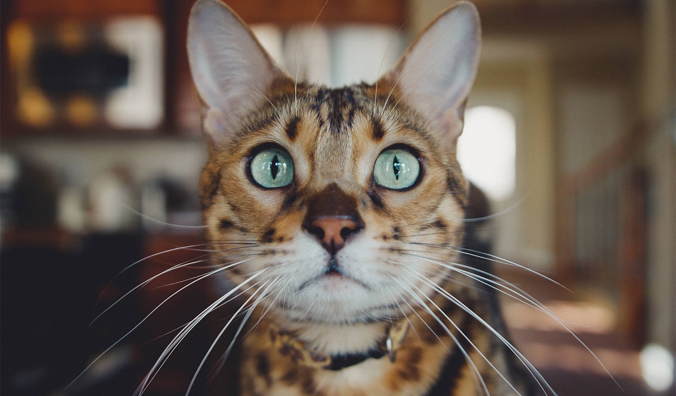 Aslıhanne Pet Kuaför Rize